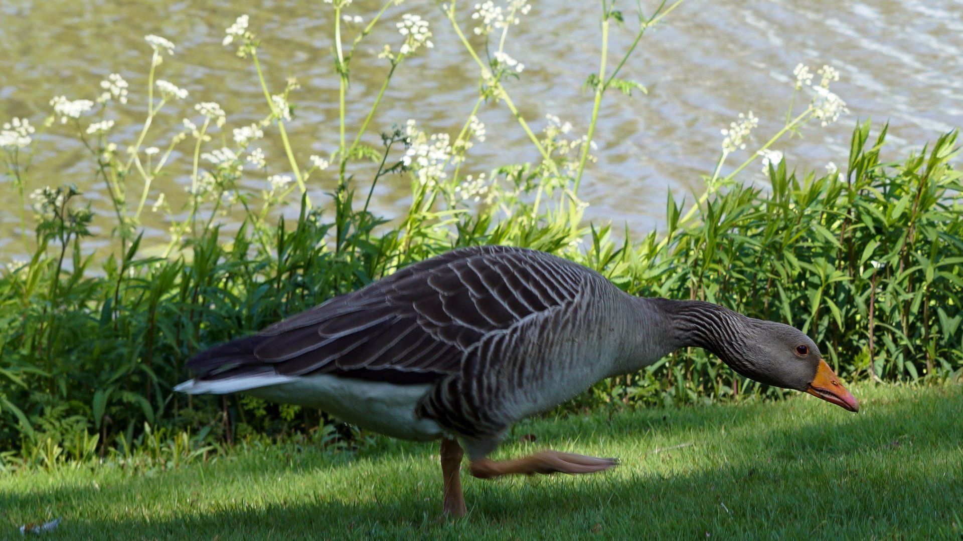 Dode en zieke ganzen aangetroffen in Coevorden: Onderzoek naar mogelijke vogelgriep