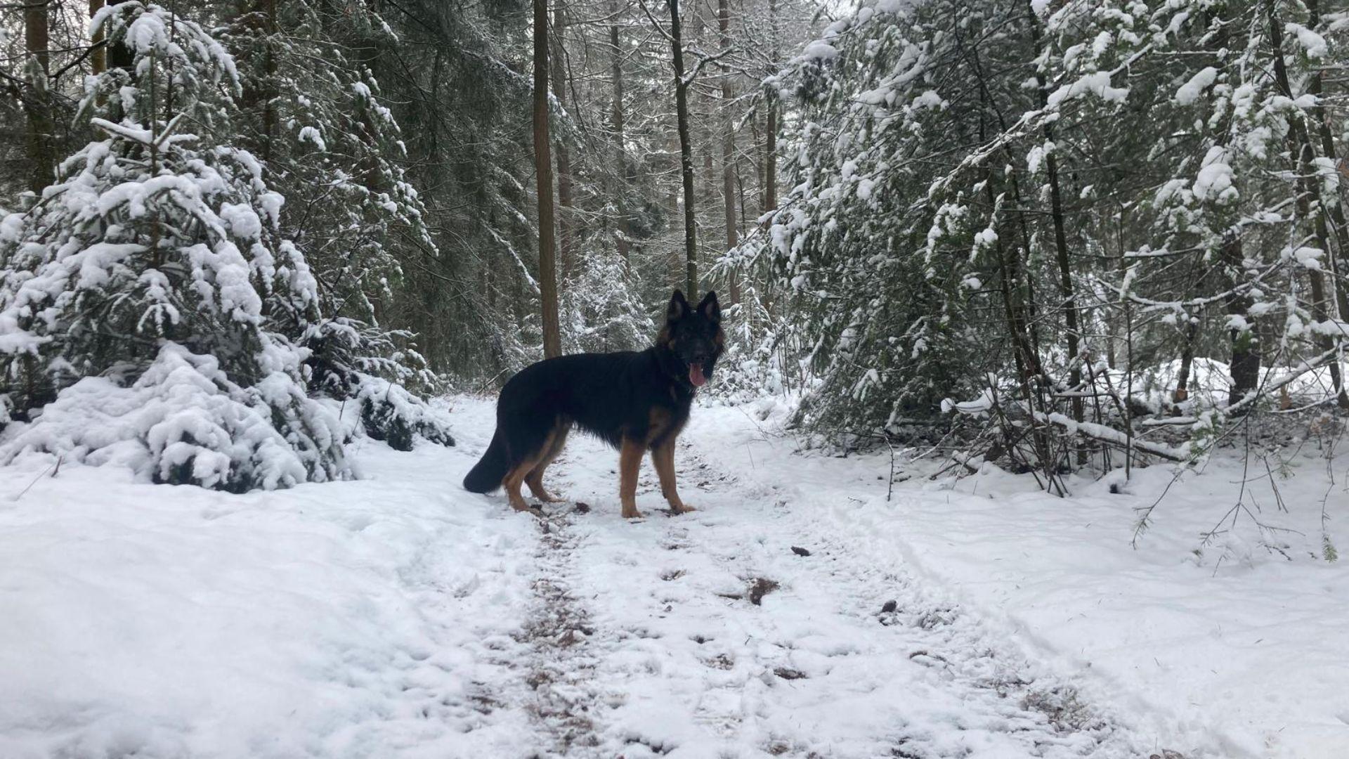 Weekendagenda ZO!34: sporen, snuiten en sneeuw