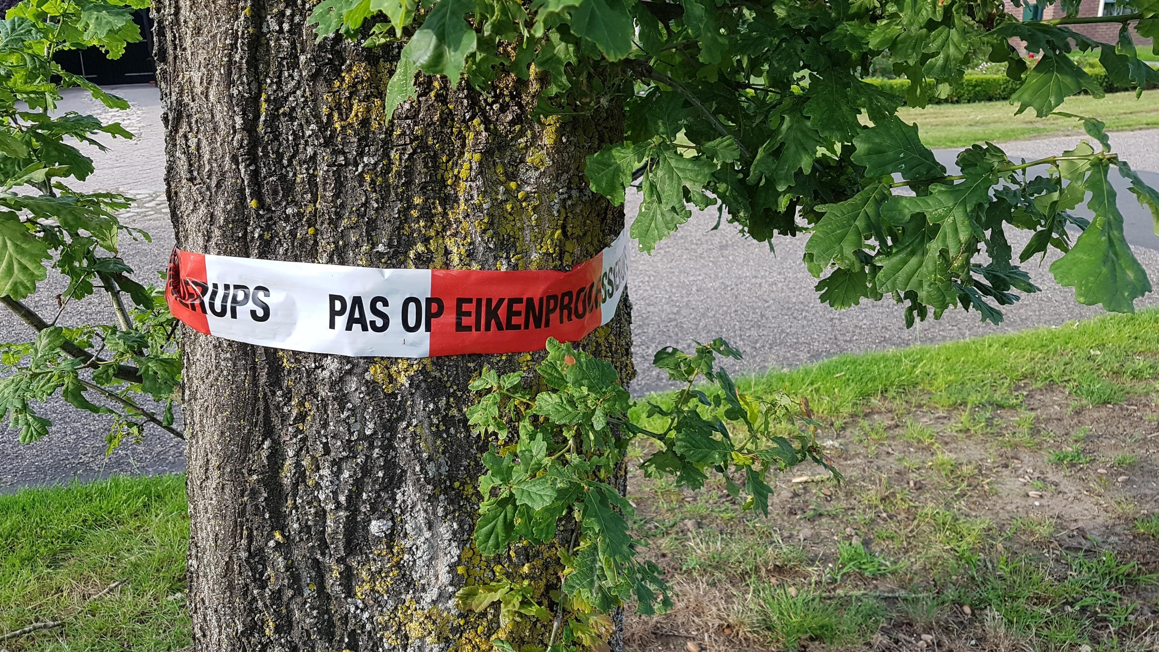Eikenprocessierups zorgt voor problemen bij sportclubs in Coevorden