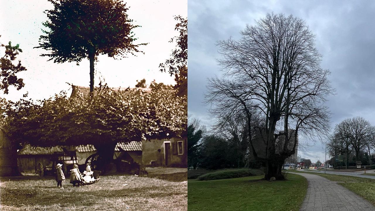 De lindeboom aan de Odoornerweg in Emmen